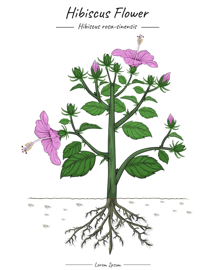 Vector hibiscus flower illustration tree stem flower root
