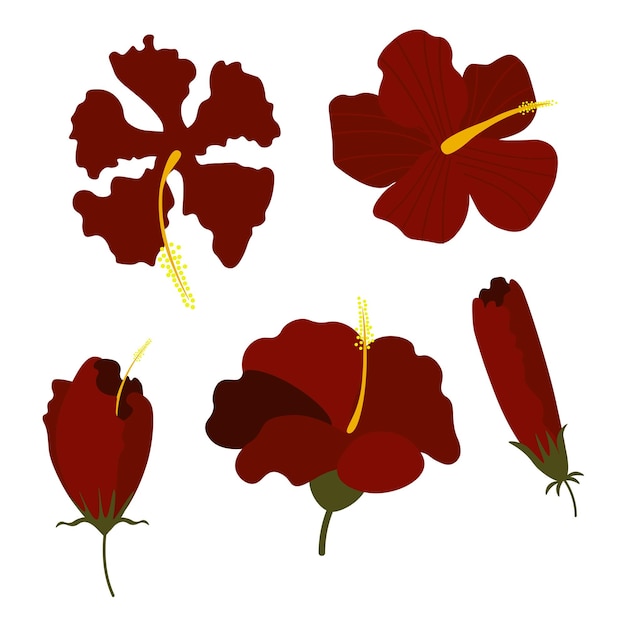 Vector hibiscus flower illustration