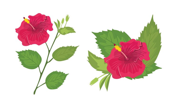 Hibiscus flower vector illustration Hibiscus clip art Exotic tropical flower Summer flower flat
