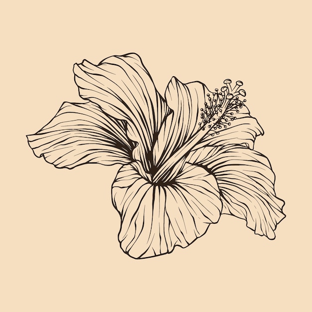 Vector hibiscus flower vector illustration with line art