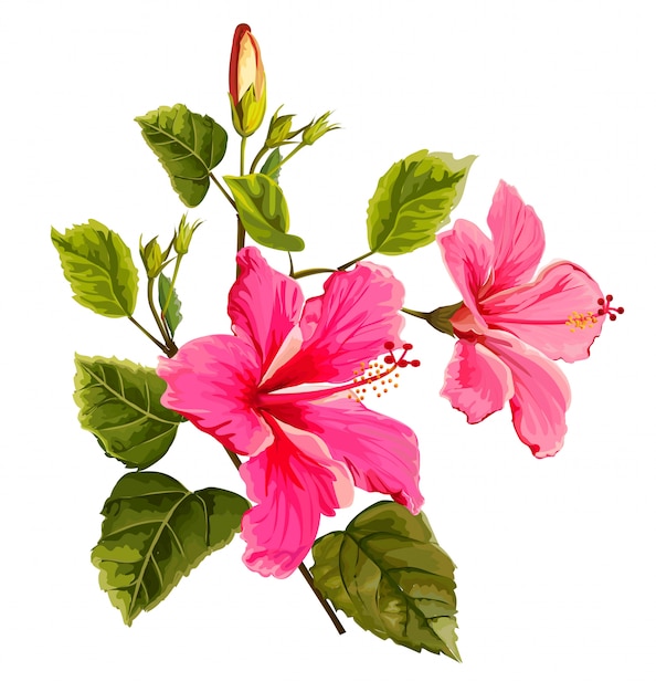 Vector hibiscus flower vector illustration