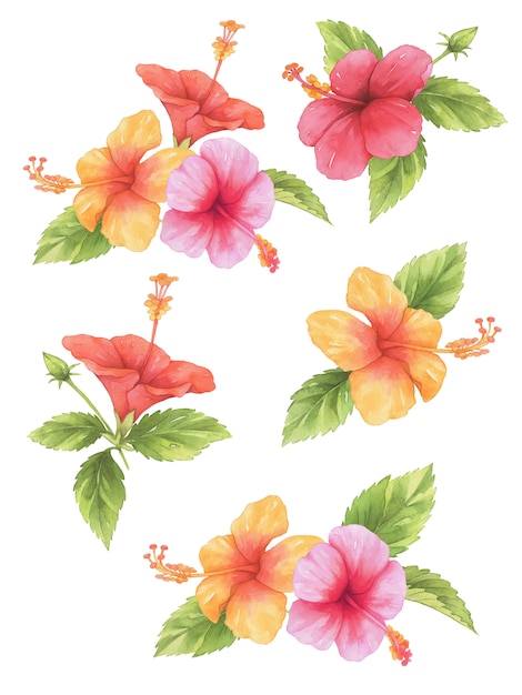 ベクトル ハイビスカスの花の水彩画