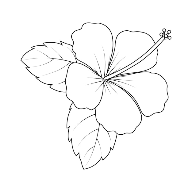 Vector hibiscus flower