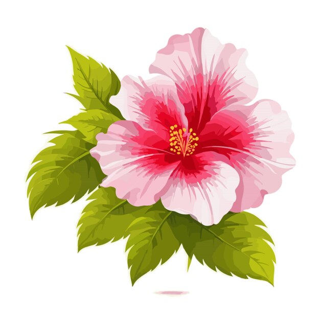 Vector hibiscus flowers vector on white background