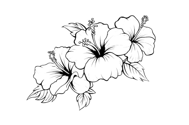 Vector hibiscus flowers in a vintage woodcut engraved etching style vector illustration