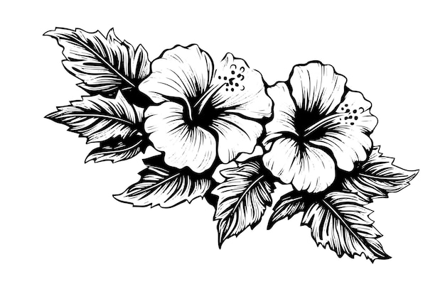 Vector hibiscus flowers in a vintage woodcut engraved etching style vector illustration