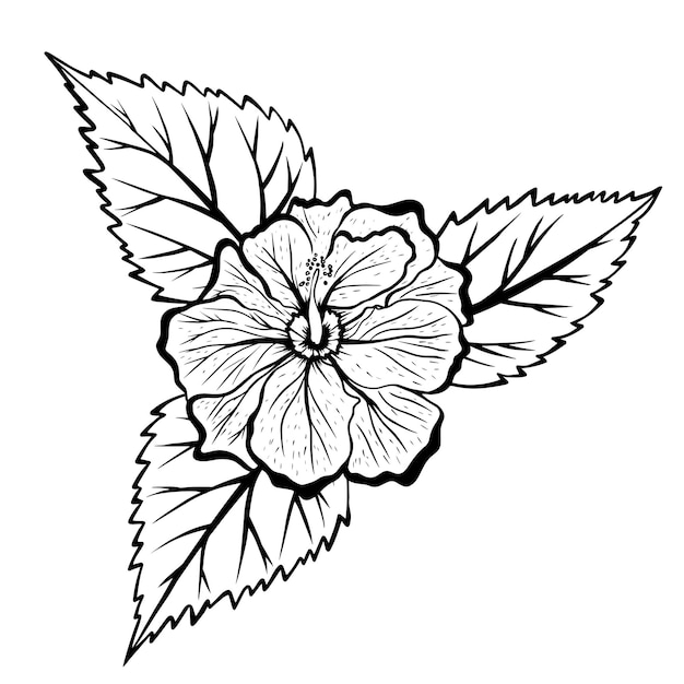 Hibiscus flowers with leaves drawing and sketch with line art on white backgrounds