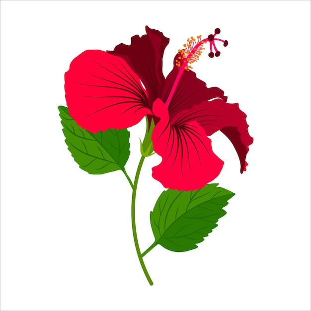 Hibiscus gedetailleerde volle bloei bloem met stengel en bladeren Floral illustraties kleurrijke vector afbeelding