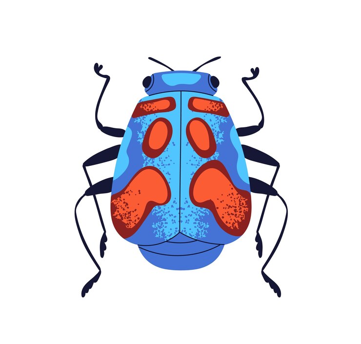 Vector hibiscus harlequin bug top view colorful bright spotted beetle fancy forest fauna species icon insect clip art flat graphic vector illustration isolated on white background