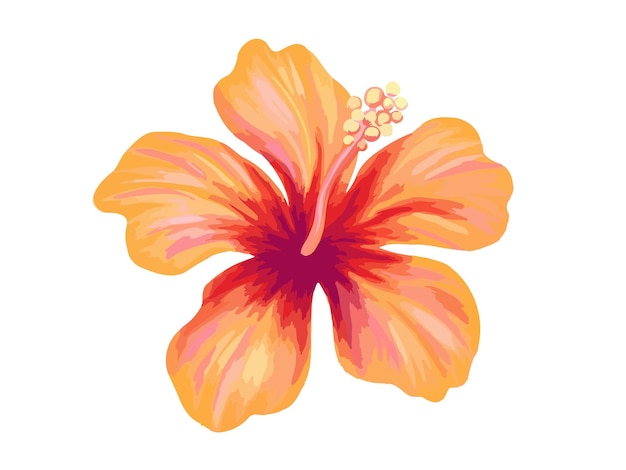 Vector hibiscus illustratie levendige oranje tropische bloem realistisch botanisch handgetekend schilderij van hoge kwaliteit geïsoleerd op wit