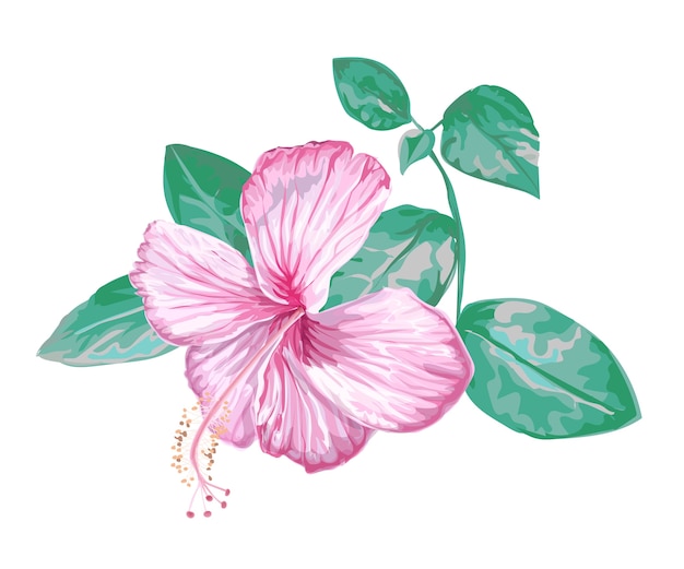 Hibiscus pink flower