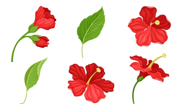 Vector hibiscus red tropical flower with large petals and green fibrous leaf vector set