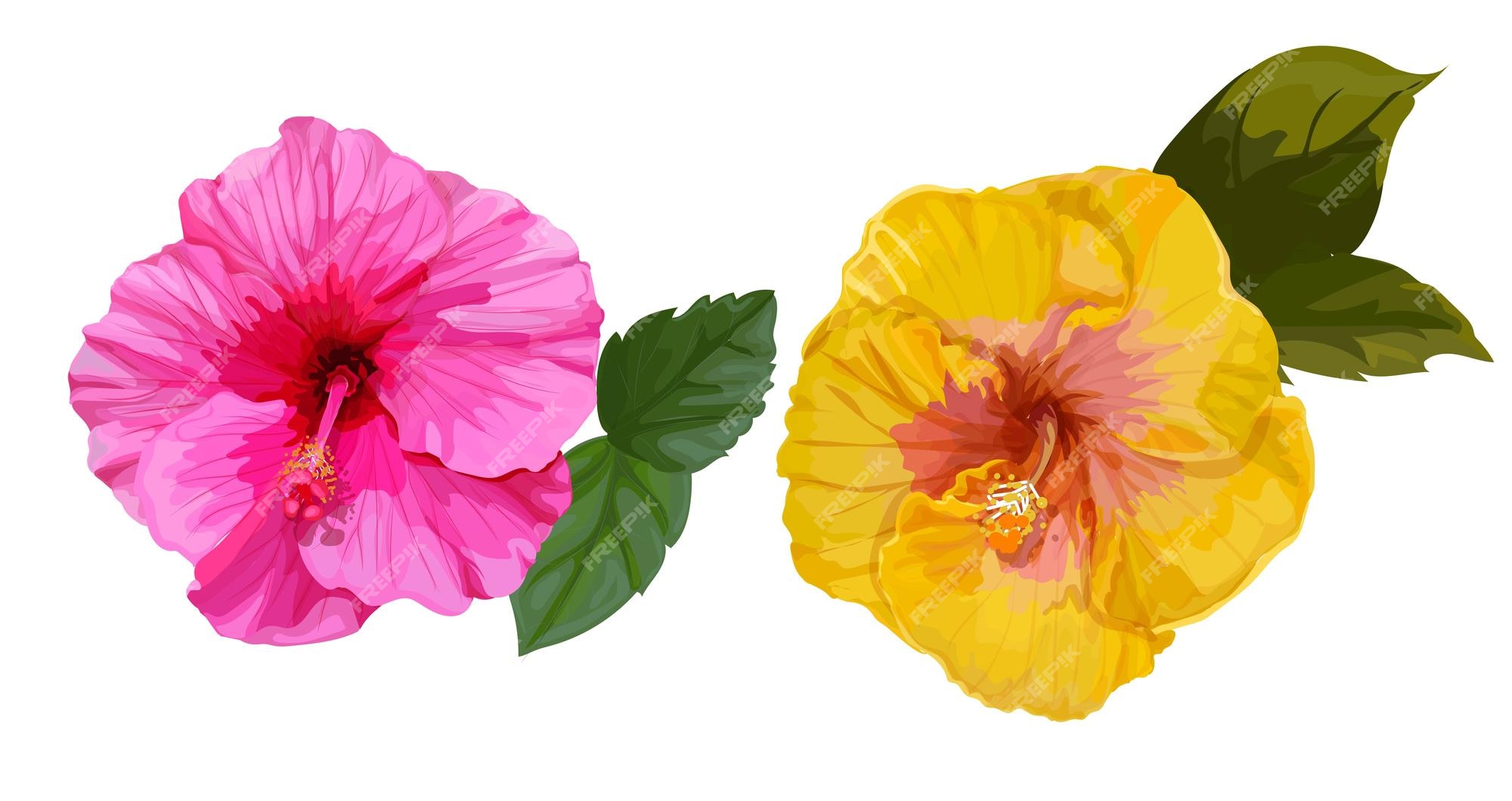 Premium Vector | Hibiscus