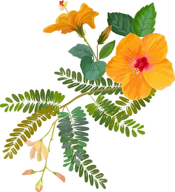 Vector hibiscus