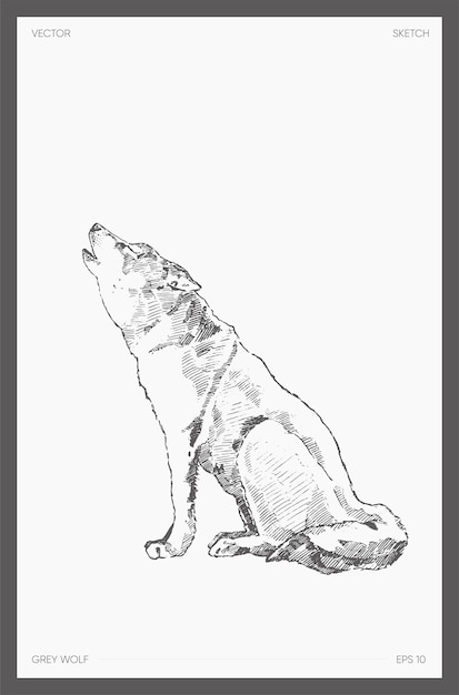 High detail hand drawn vector illustration of grey wolf, realistic drawing, sketch