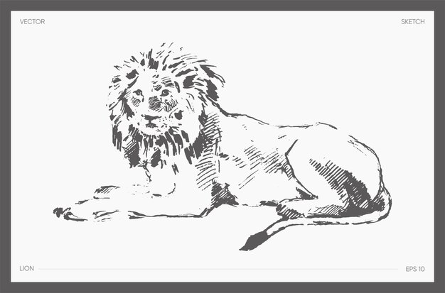 High detail hand drawn vector illustration of lion, realistic drawing, sketch