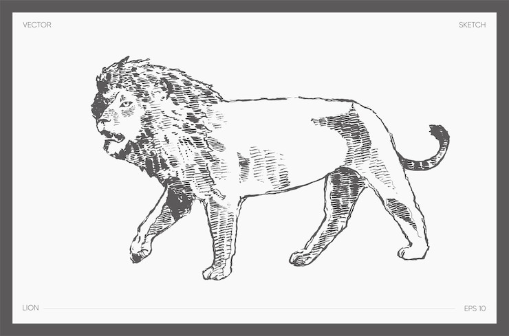 Vector high detail hand drawn vector illustration of lion, realistic drawing, sketch