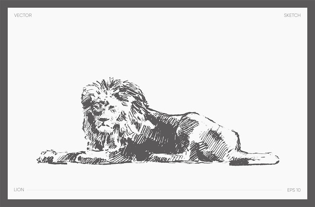 High detail hand drawn vector illustration of lion, realistic drawing, sketch