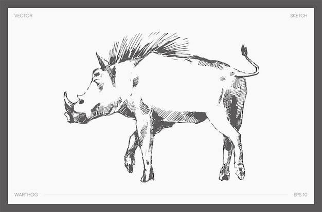 멧돼지의 높은 세부 손으로 그린 벡터 그림, 현실적인 드로잉, 스케치