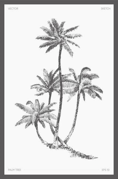 Vector high detail hand drawn vector illustration of palm tree, realistic drawing, sketch