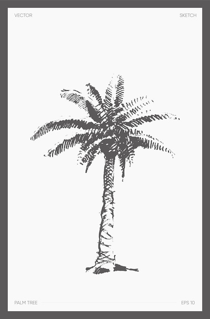 High detail hand drawn vector illustration of palm tree, realistic drawing, sketch