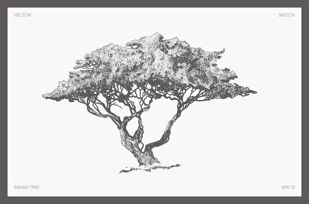 Illustrazione vettoriale disegnata a mano ad alto dettaglio dell'albero safari, disegno realistico di acacia, schizzo