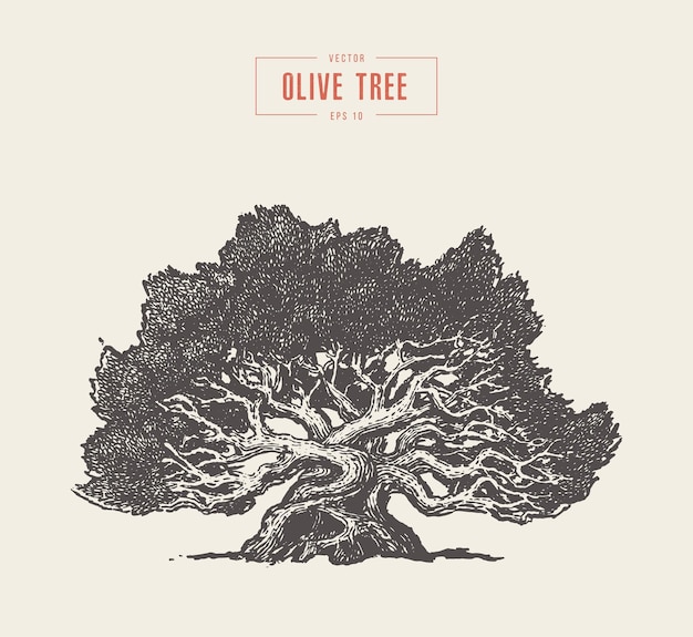High detail vector illustration of an old olive tree