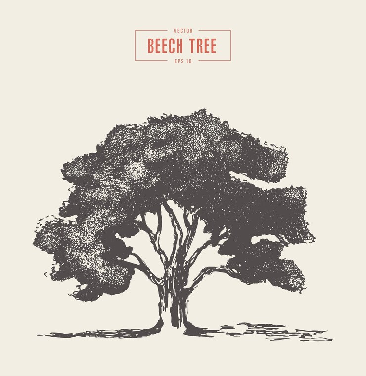 Vector high detail vintage vector illustration of a beech tree