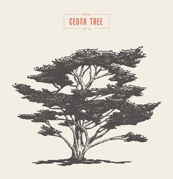 High detail vintage vector illustration of a cedar tree