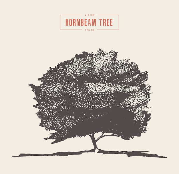 Vector high detail vintage vector illustration of a hornbeam tree