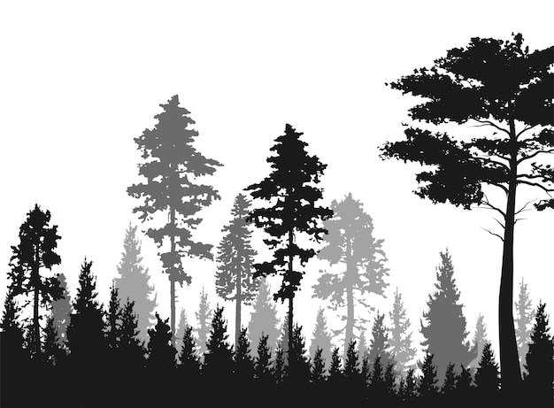 Vector high grey fir trees forest on white silhouette