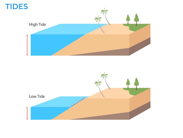 High and low tides Landscape sea with palm trees water level