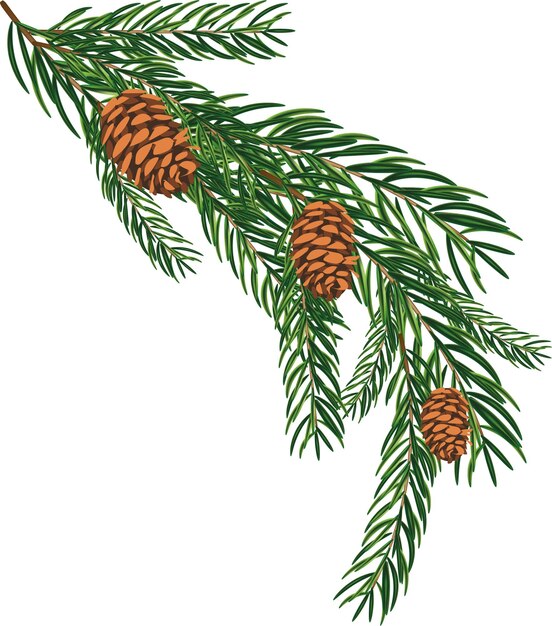 High quality vector illustration christmas tree branch with cones christmas card