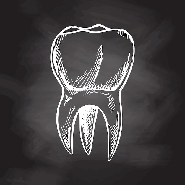 Dente umano disegnato a mano altamente dettagliato con radici isolate su sfondo lavagna