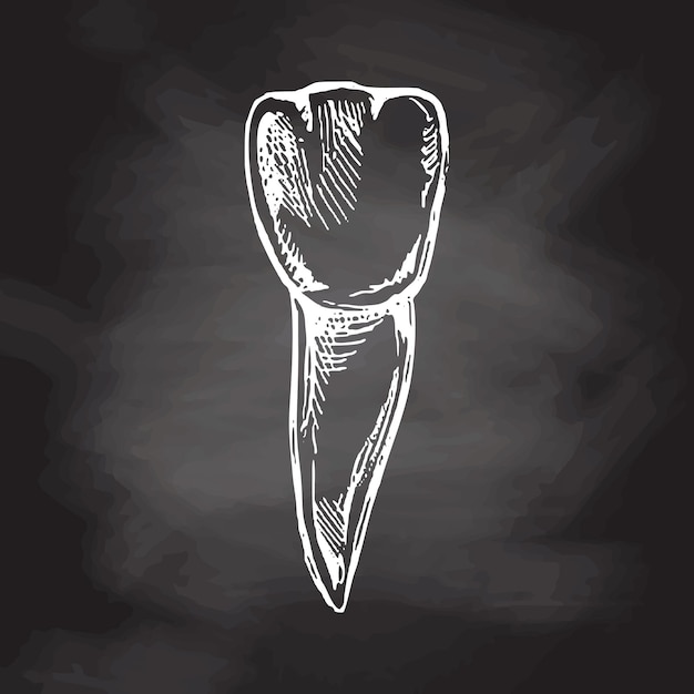 Highly detailed hand drawn human tooth with roots isolated on chalkboard background