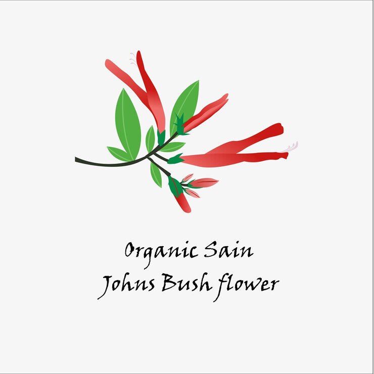 Vector highquality st john bush image for free download enhance your nature projects
