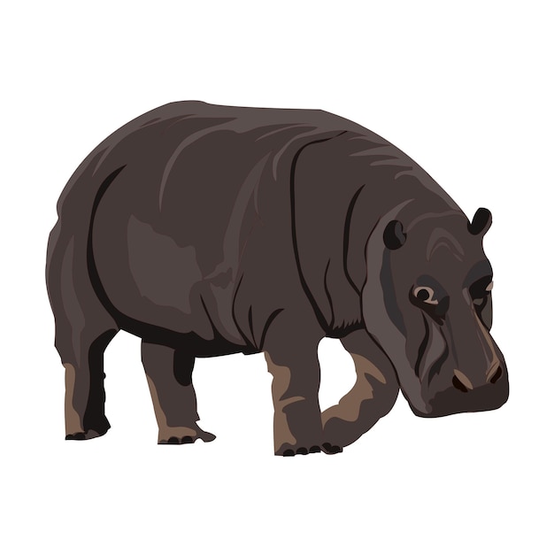hippo clipart of illustratie geïsoleerd op witte achtergrond