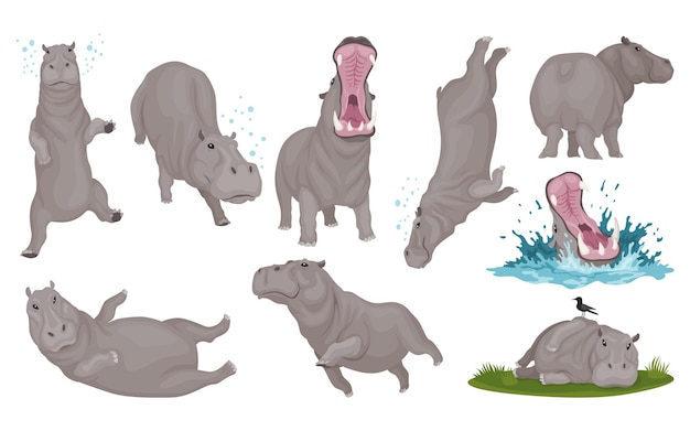 Hippo set in different poses Hippopotamus cartoon character African animals zoo and wildlife concept Large gray wild creatures in different actions