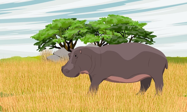 Hippopotamus in African savannah Tall dry grass and a group of trees and stones on the horizon