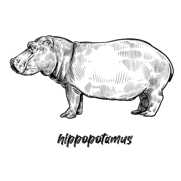 Ippopotamo animali dell'africa incisione d'epoca