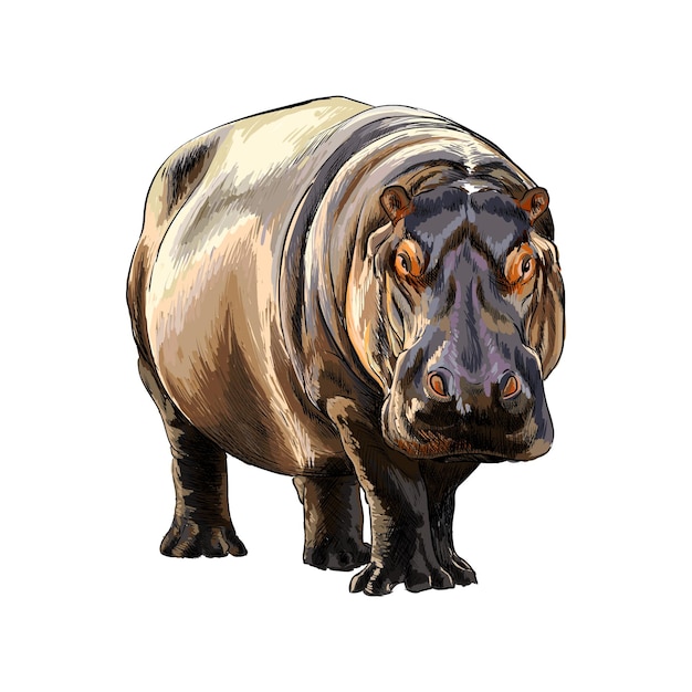 Vector hippopotamus from a splash of watercolor