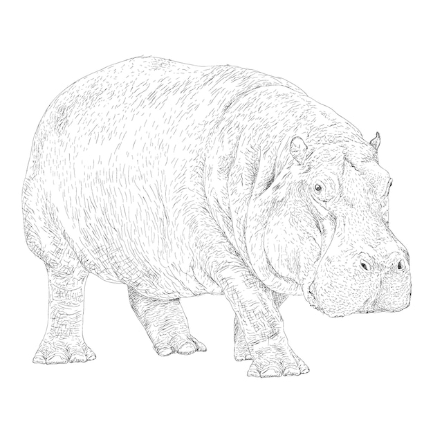 Hippopotamus illustration in solid design 