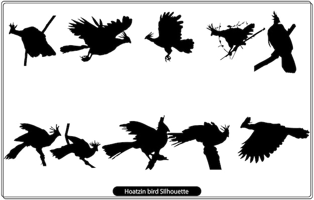 Hoatzin vogel silhouet