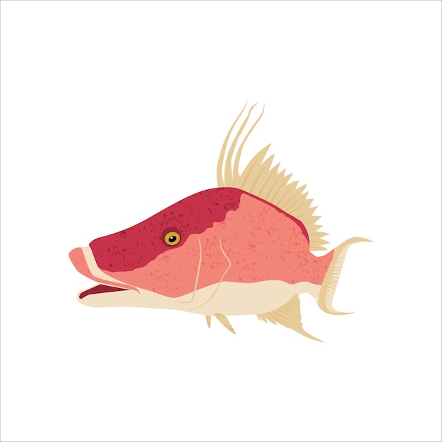 Hogfish vector sjabloon. geweldig om te gebruiken als hogfish-visactiviteit.