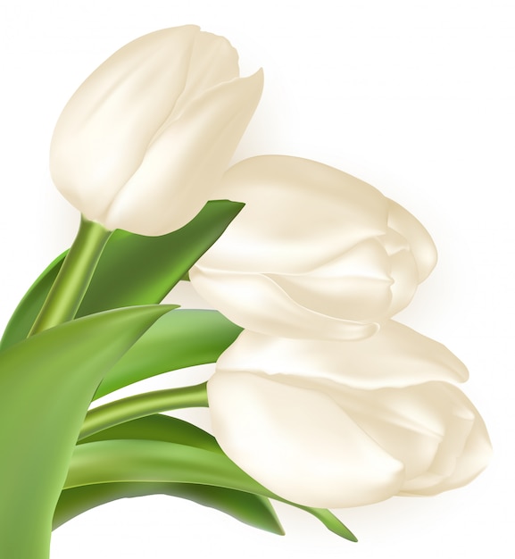ベクトル 白いチューリップの花束と休日の背景。