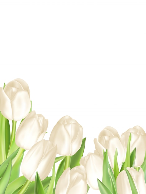 Holiday background with bouquet of white tulips. 