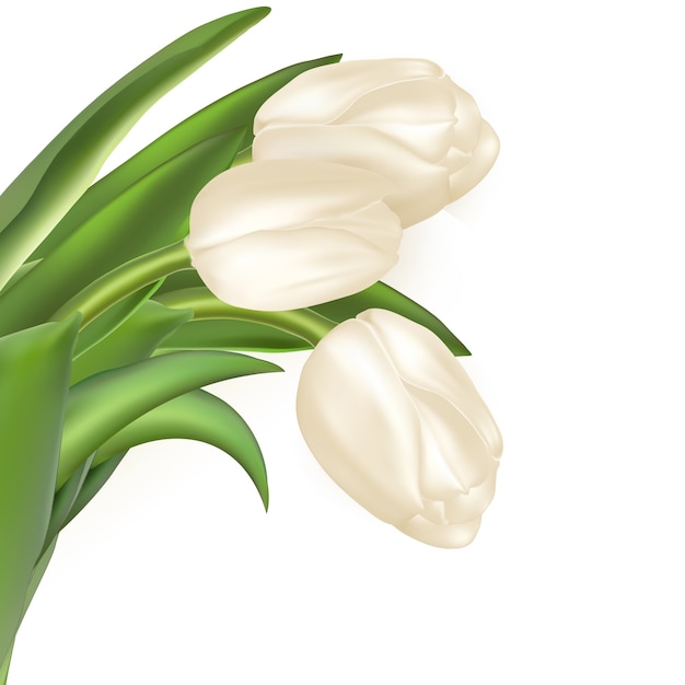 Vettore sfondo vacanza con bouquet di tulipani bianchi.