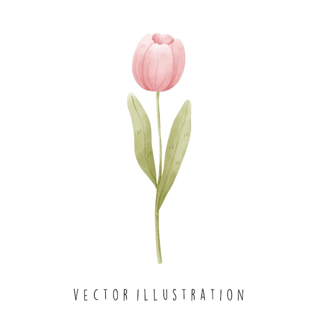 Simbolo dell'olanda tulipani in stile acquerello illustrazione vettoriale