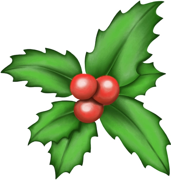 Vector holly berries and leaves vector illustration. christmas. new year. winter.