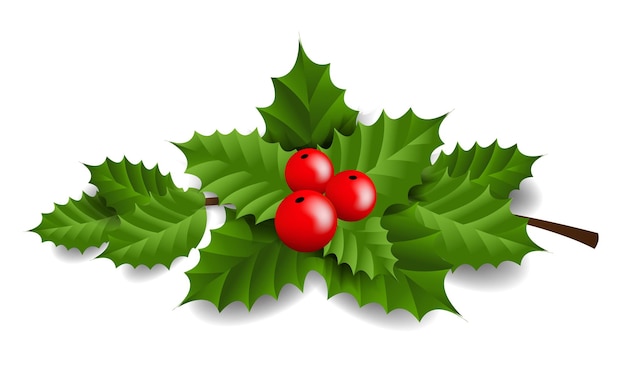 Vector holly berry isolated   illustration